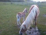 Ferienwohnung in Fehmarn OT Sulsdorf - Landhus - Pony mit Fohlen